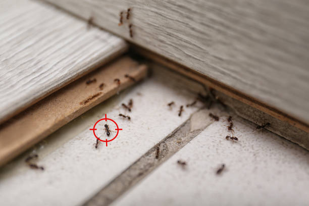 Best Affordable Pest Control Services  in Spring Valley Village, TX