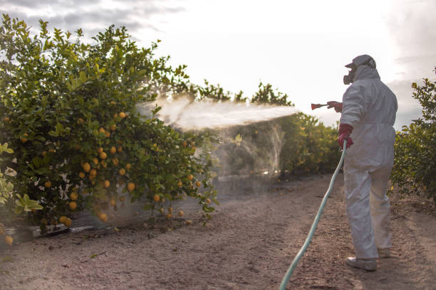 Best Local Pest Control Services  in Spring Valley Village, TX