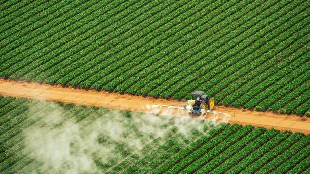 Best Termite Control Services  in Spring Valley Village, TX