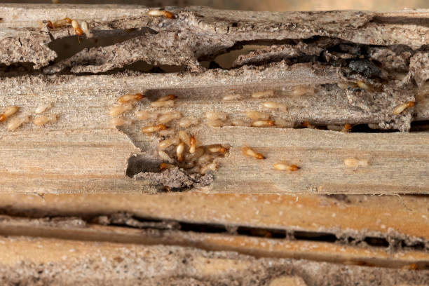 Best Bed Bug Extermination  in Spring Valley Village, TX