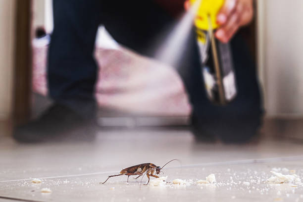 Best Flea Control Services  in Spring Valley Village, TX