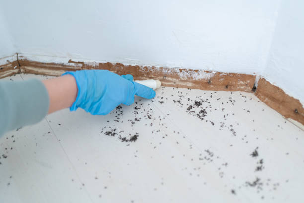 Pest Control Cost in Spring Valley Village, TX